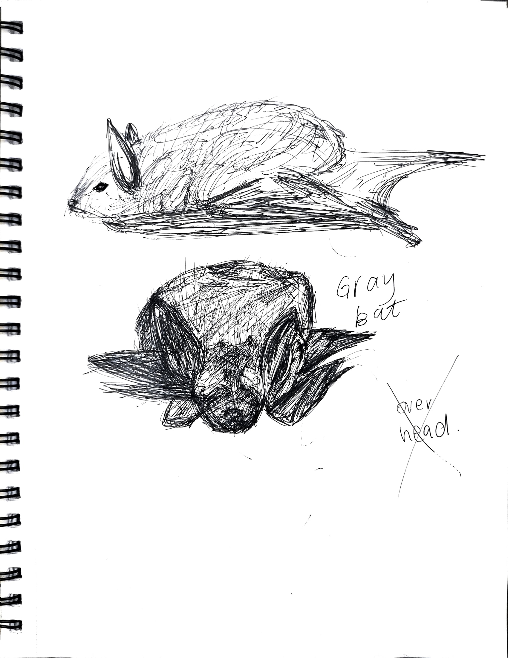 Observation sketches of a grey bat